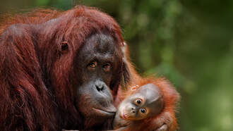 Theresa Lucas - VIDEO: Baby Orangutan Attempts To Escape From Mom