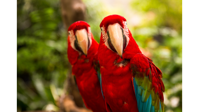 A pair of red-and-blue macaws (ara ararauna) perched in the jungle
