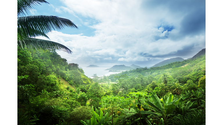 jungle of seychelles island