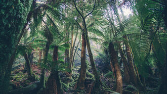 Origins & Altered States