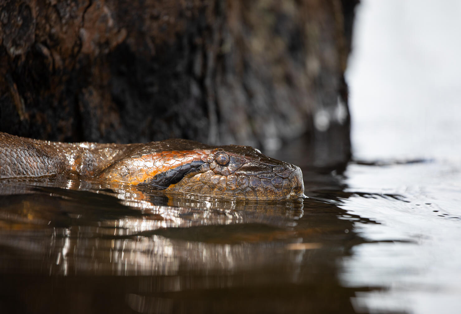 Anaconda Headshot on the Laguna Grande, Cuyabeno Wildlife Reserve Sucumbios Ecuador
