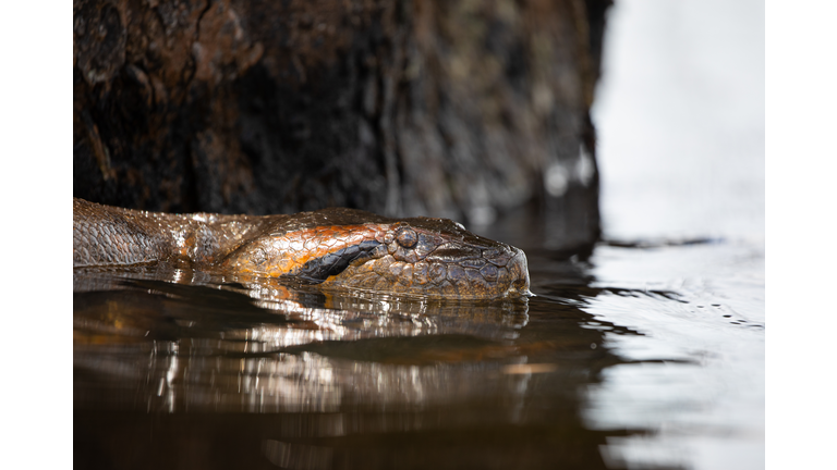 Anaconda Headshot on the Laguna Grande, Cuyabeno Wildlife Reserve Sucumbios Ecuador