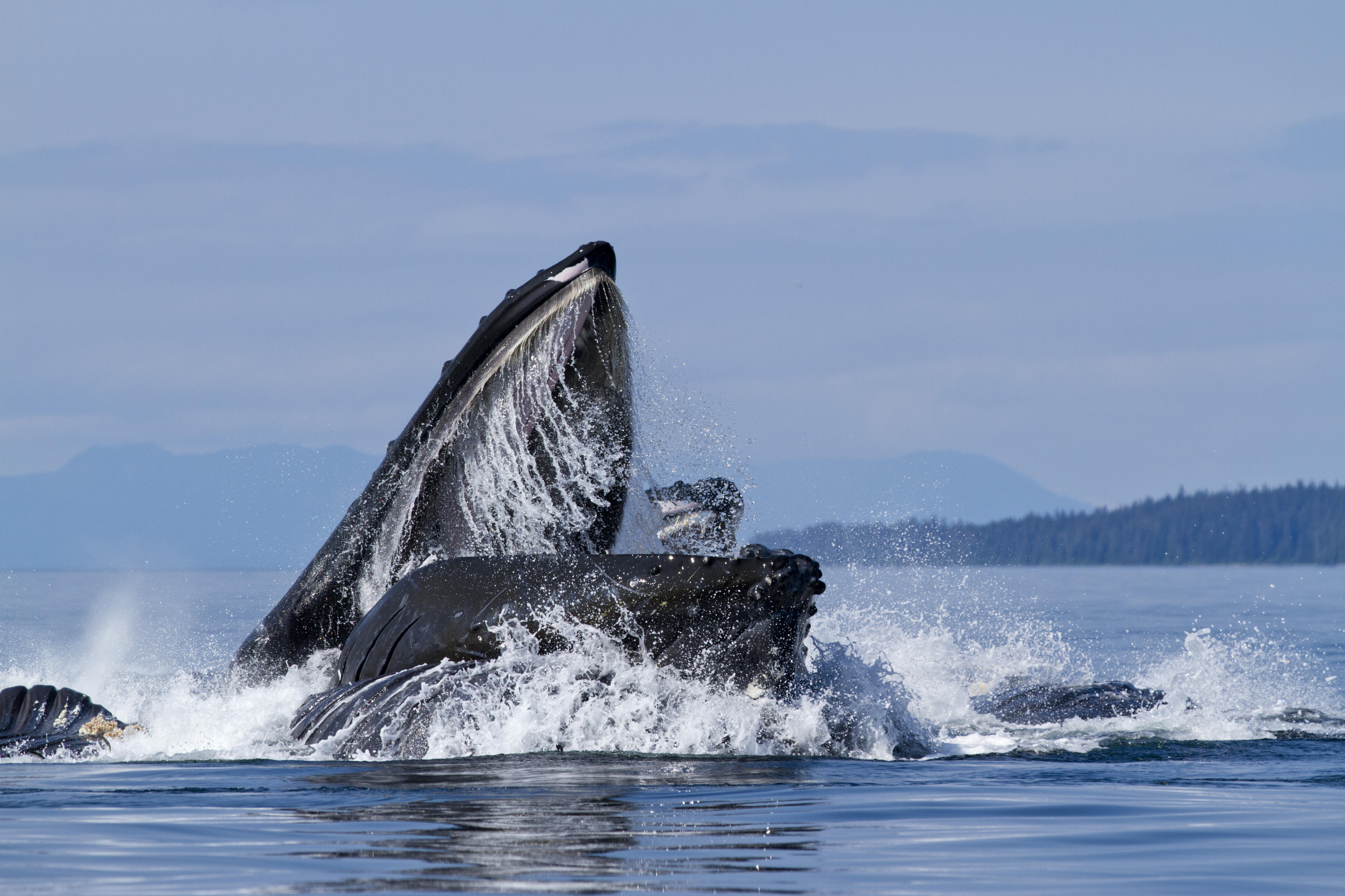 Whale Watchers Get The Scene Of A Lifetime, 300 Orcas! - Thumbnail Image