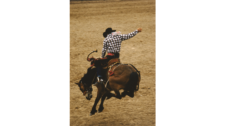 Bucking bronco rider in action at rodeo, side view