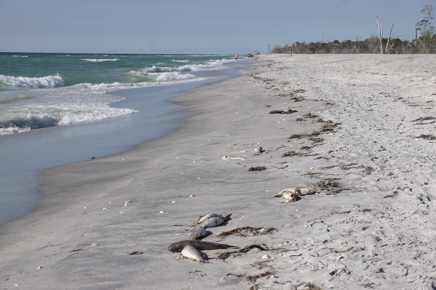 the effects of red tide seen on a beach in southwest Florida, dead fish washed up