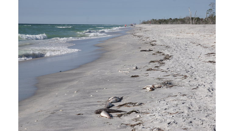 the effects of red tide seen on a beach in southwest Florida, dead fish washed up