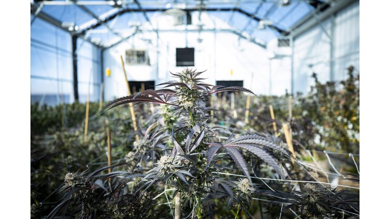 Marijuana plants ready to harvest