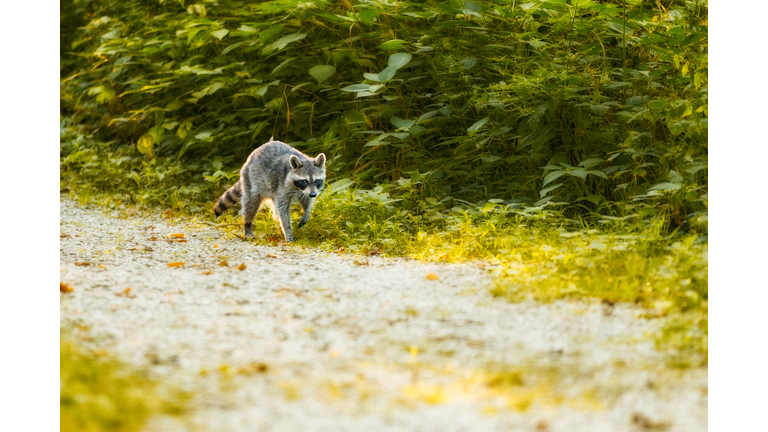 Raccoon on the Move