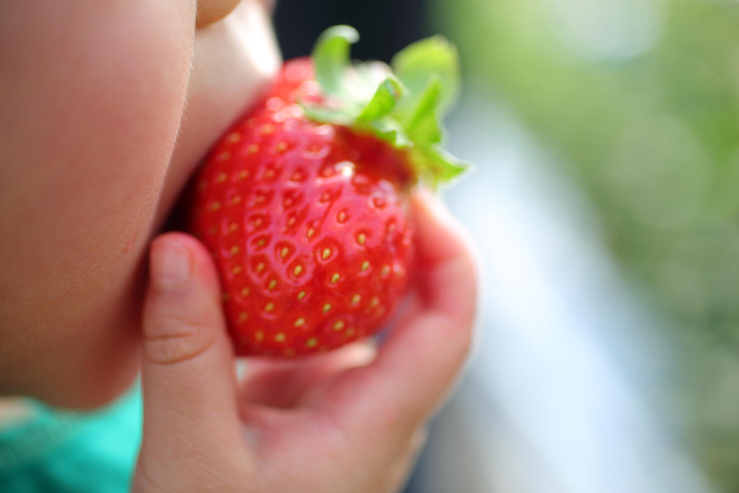 Girl eating strawberry of strawberry picking