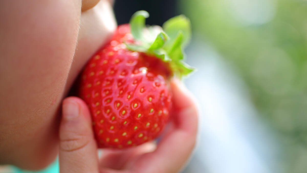 How Oishii's vertical farms grow strawberries that sell for $20 a box