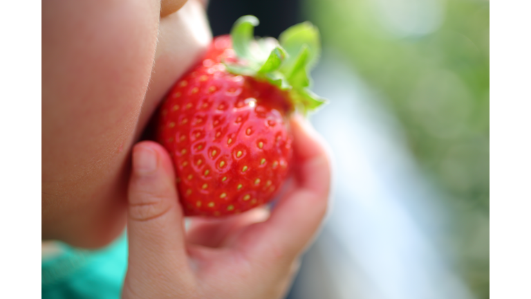 Girl eating strawberry of strawberry picking