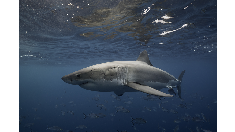 Great white shark swimming just under the surface amongst a school of trevally jacks, Neptune Islands, South Australia.