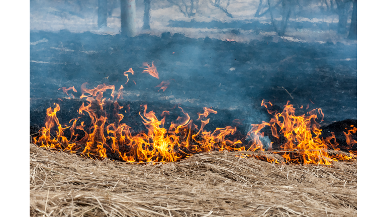 The burning dry grass with opaque dense bluish smoke