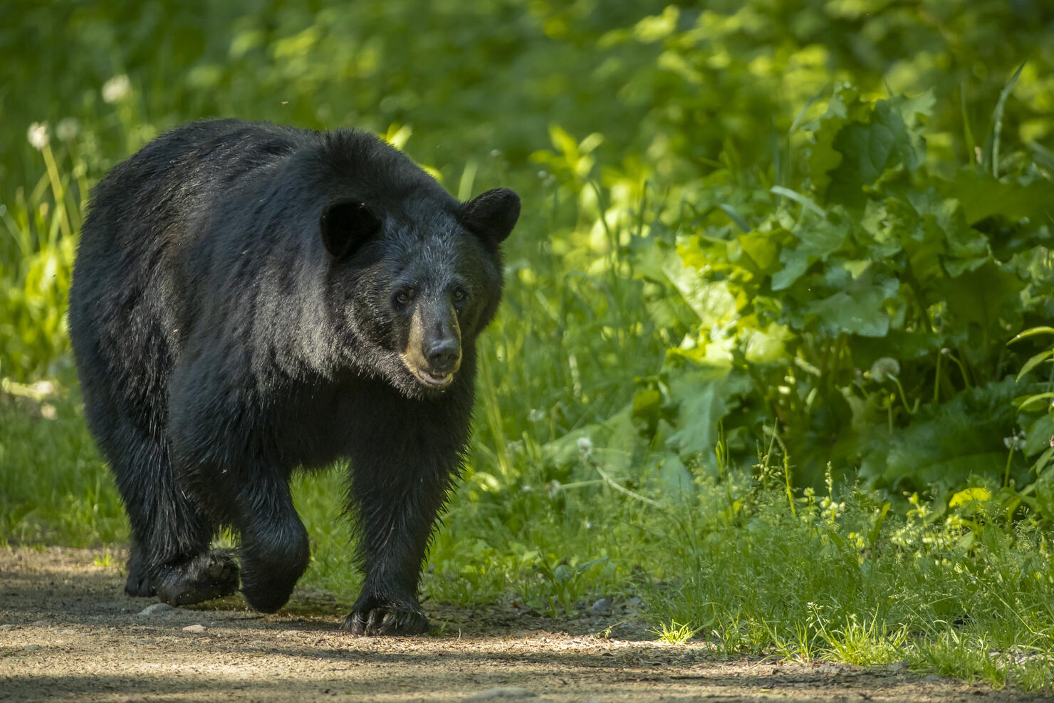 American Black Bear adult male