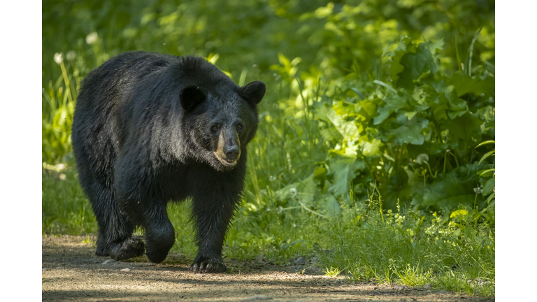 American Black Bear adult male