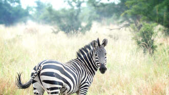 Japanese Researcher Wins Ig Nobel Prize For Painting Zebra Stripes On Cows