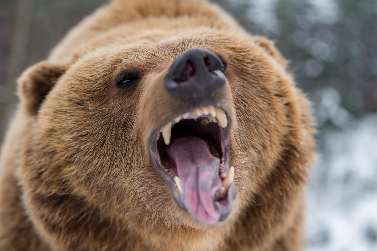 Brown bear roaring in forest
