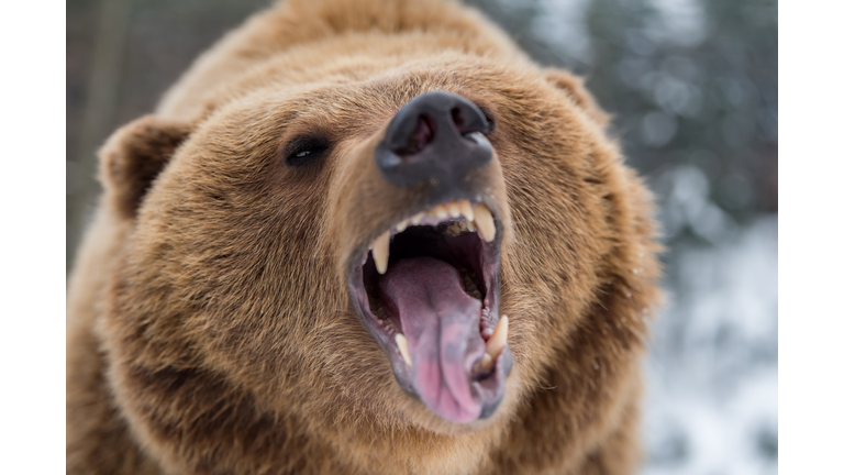 Brown bear roaring in forest