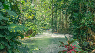 Amazon Treasures & Shamans