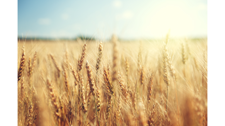 golden wheat field and sunny day