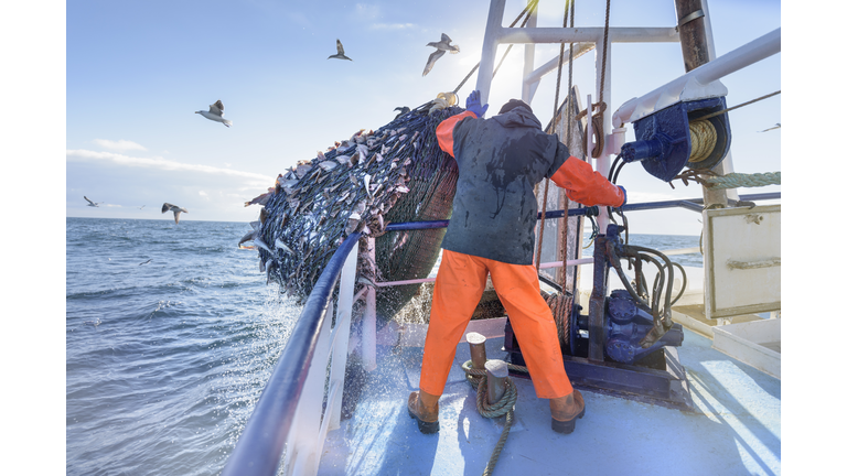 Fisherman emptying net full of fish into hold on trawler