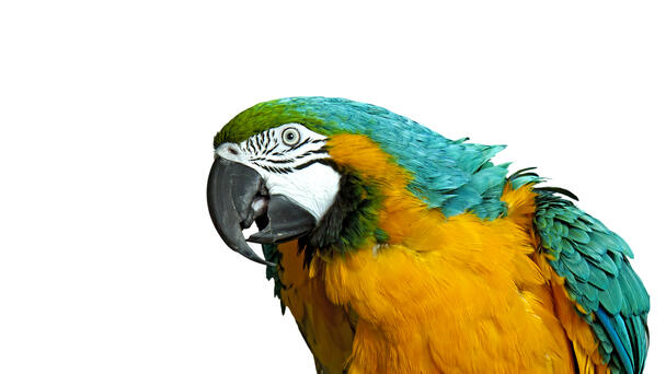 Gifted Parrot Earns Guinness World Record for Identifying Colors
