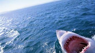 VIDEO: Fisherman Gets Pinky Bitten Off By Shark