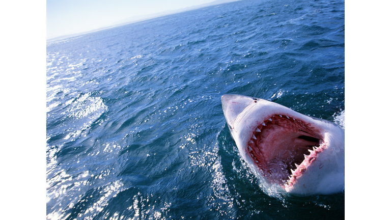 GREAT WHITE SHARK WITH MOUTH OPEN