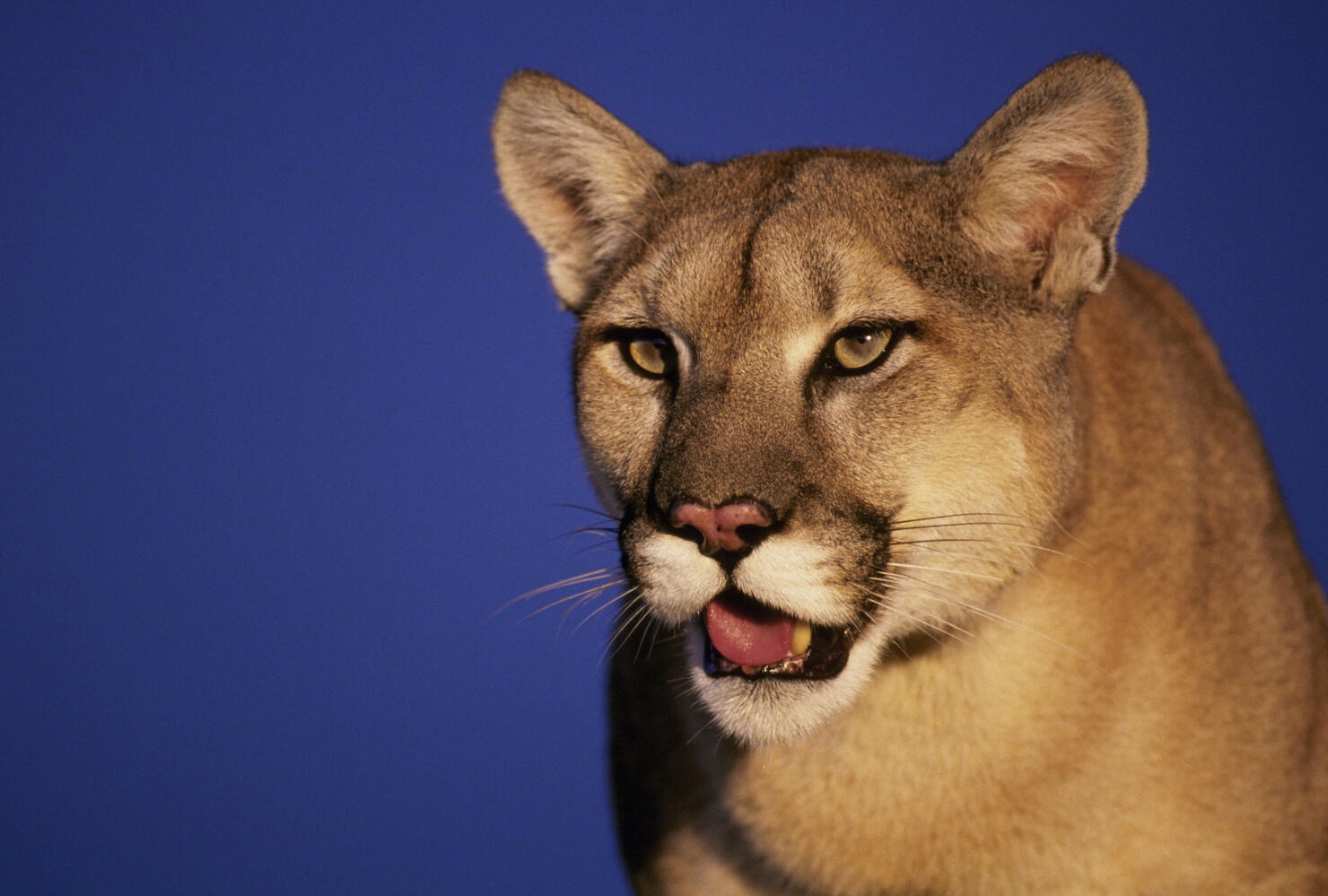 Mountain Lion