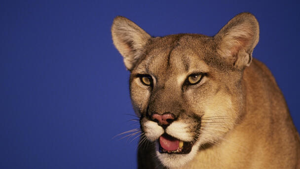 Mom Saves 5-Year-Old Son From 'Vicious' Mountain Lion Attack