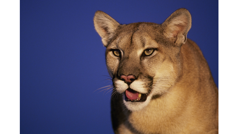 Mountain Lion