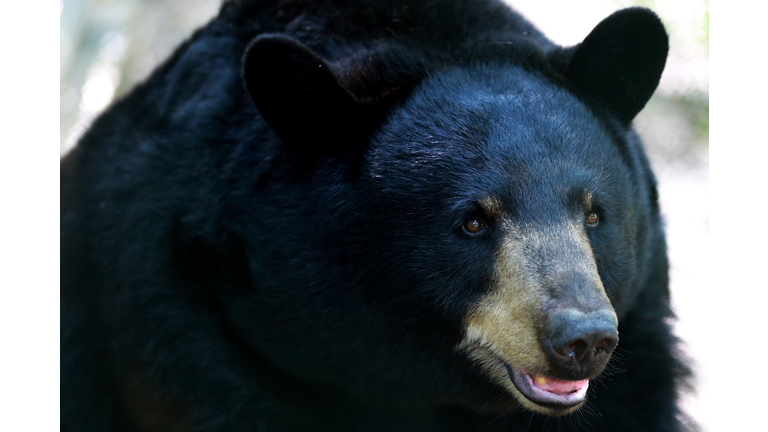 Close-Up Of Black Bear