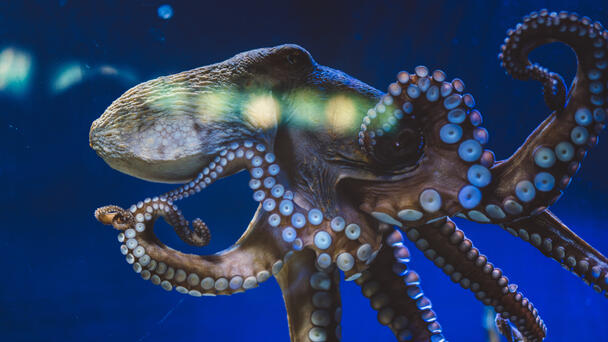 Watch: Musician Teaches Octopus to Play the Piano