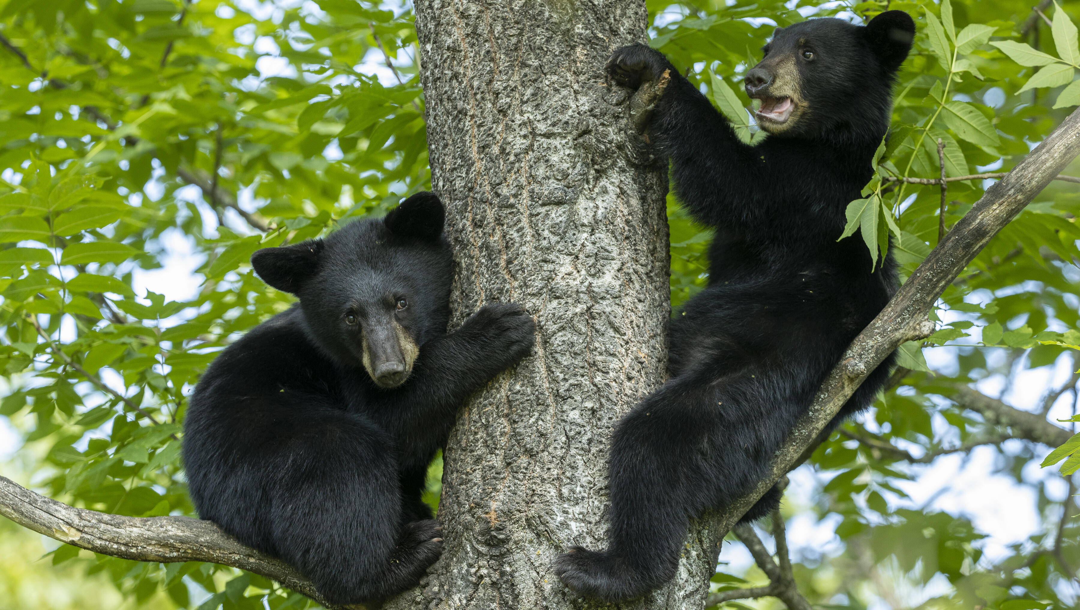 Mama bear swims with baby cubs on her back!