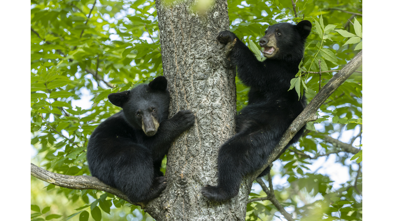 American Black Bear cubs in tree