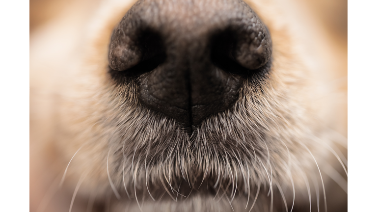 dog nose