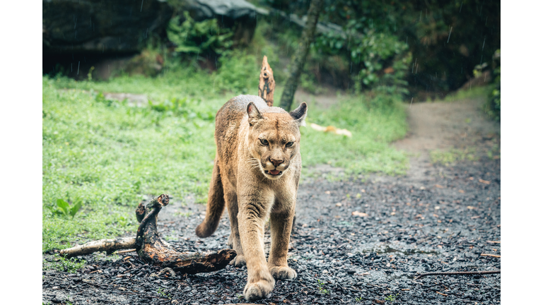 A Puma