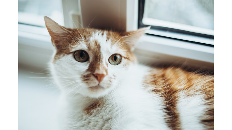 Young ginger cat lies on the windowsill