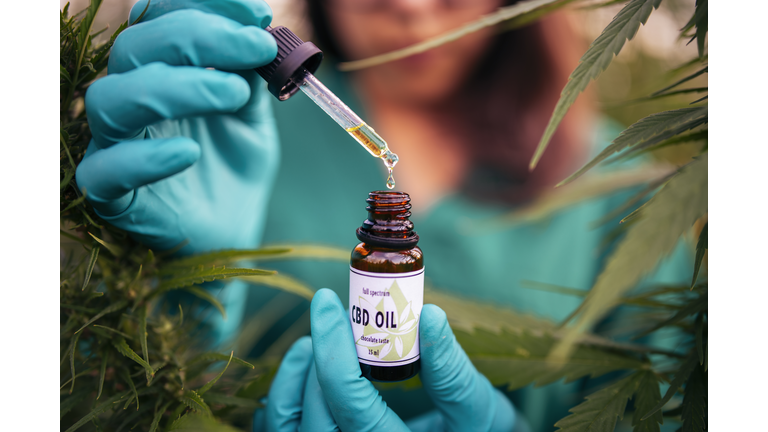 Natural product, cannabis oil, medical marijuana concept, medical herb, woman hand with gloves holding bottle with CBD oil in hemp field.