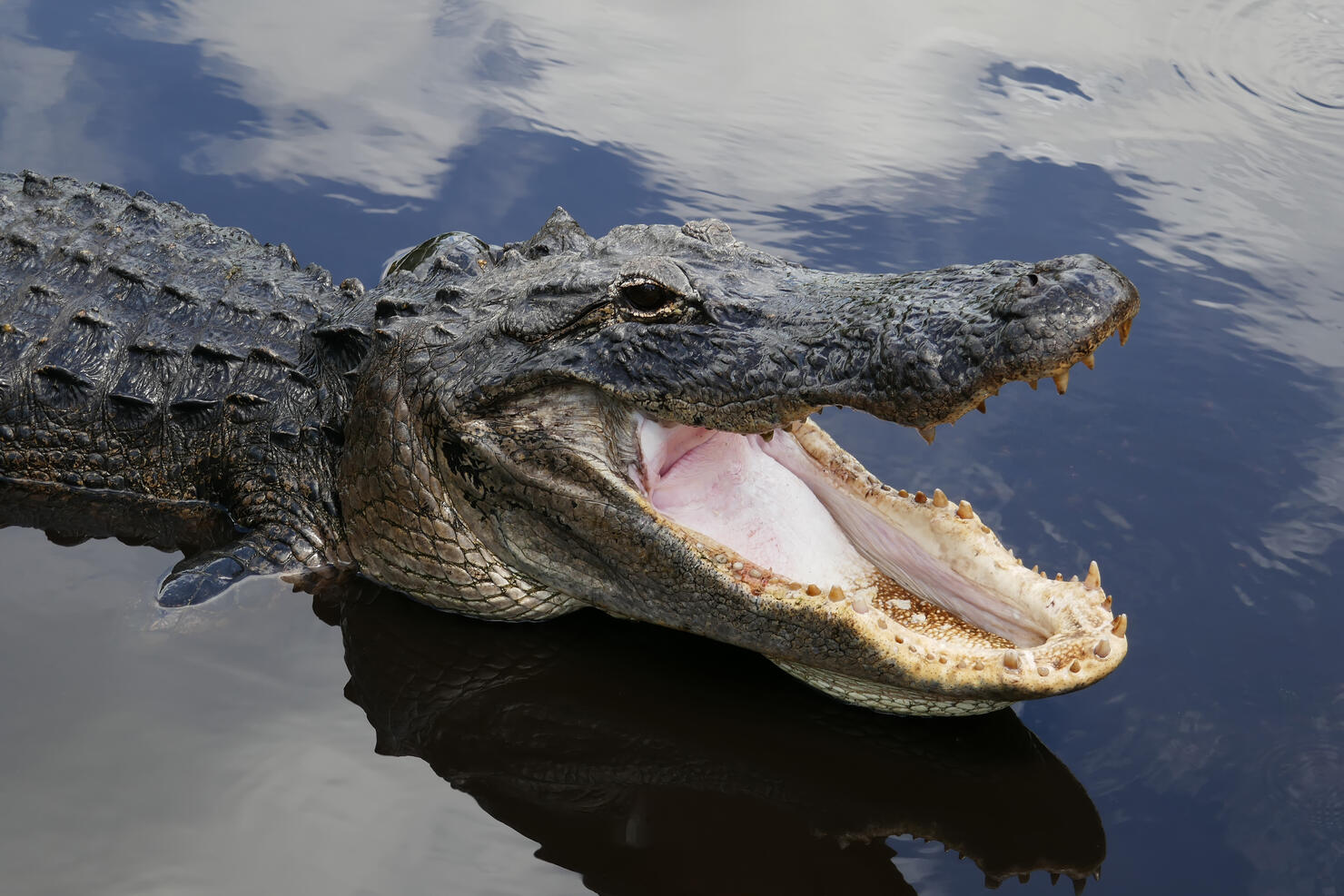 American alligator in a swamp in south Florida