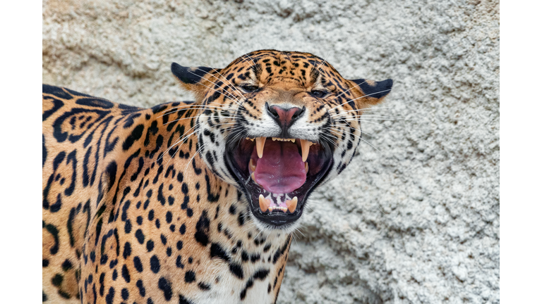 Close-Up Of Jaguar