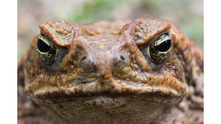 Cane Toad