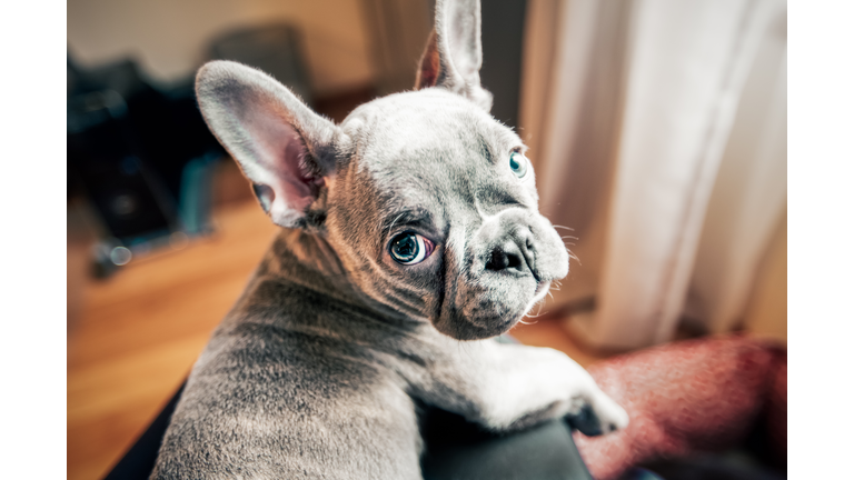 French bulldog puppy looking back from owner's lap, personal perspective portrait