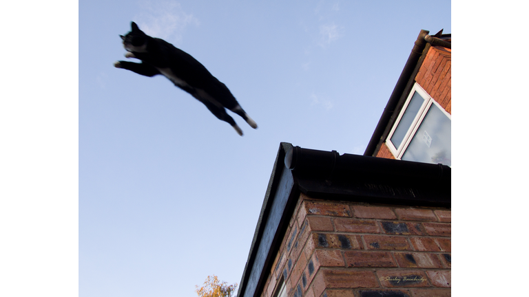Cat leaping off roof