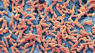 E. Coli Outbreak / Ancient Astronauts