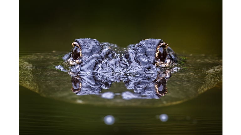 Alligator Surfacing with Eyes Reflecting