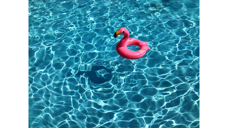 High Angle View Of Red Flamingo Floating On Swimming Pool