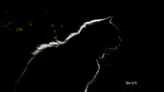 Cats As Starseed Guides / Using The Eclipse In Manifestation