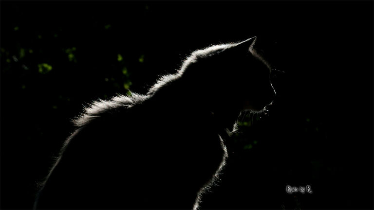 Cats As Starseed Guides / Using The Eclipse In Manifestation