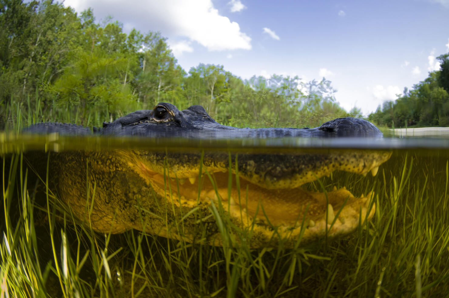 Split level view of an American Alligator, Florida Everglades.
